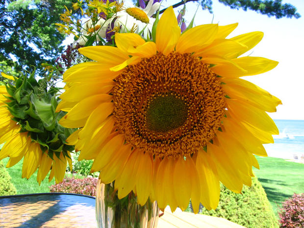 lakeside-sunflower_cmn1942.jpg 