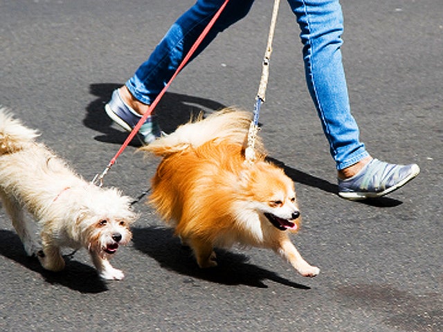 Ten tips to keep your dog safe from summer heat