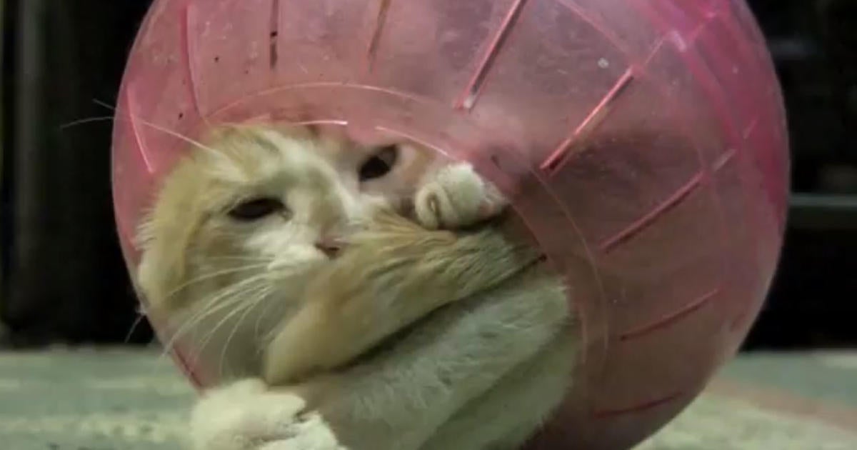 kitty hamster ball