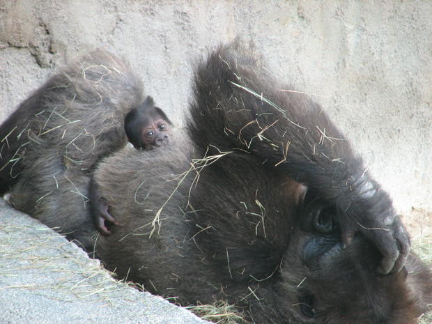 baby-gorilla-4.jpg 