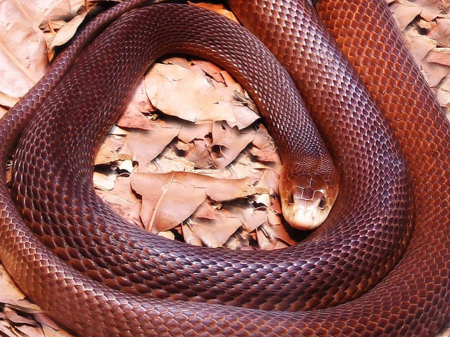 Snake! 15 deadliest serpents