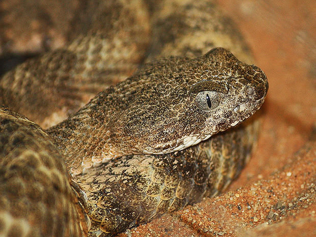 tiger rattlesnake, snake, dangerous, poisonous, venomous, deadly 