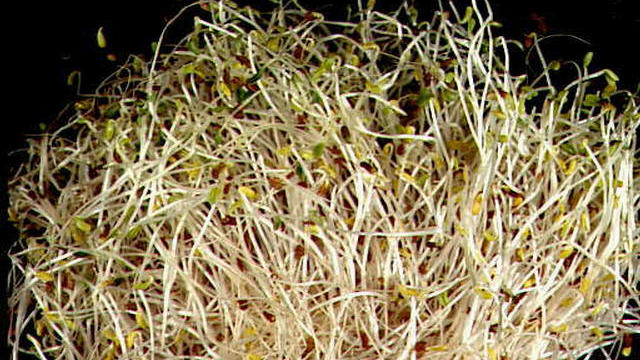alfalfa-sprouts.jpg 