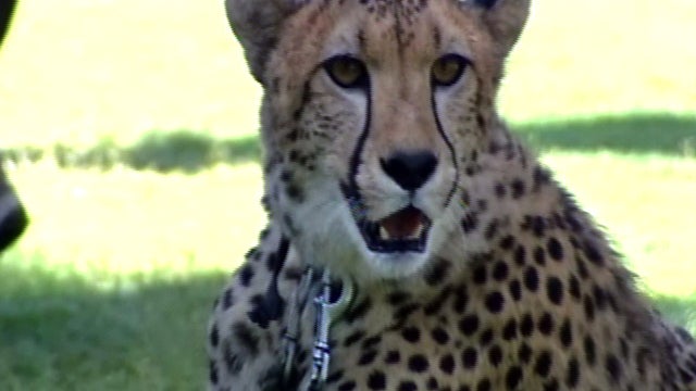 extra_cheetah_0628.jpg 