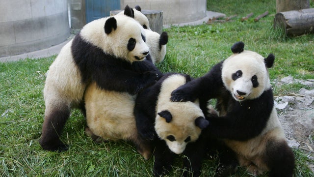 china_pandas.jpg 