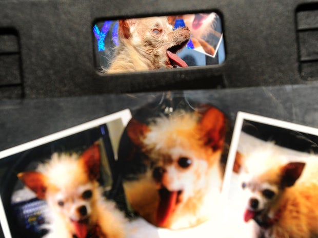 Yoda, top, hangs out in her decorated stroller before the start of the 2011 World's Ugliest Dog Contest 