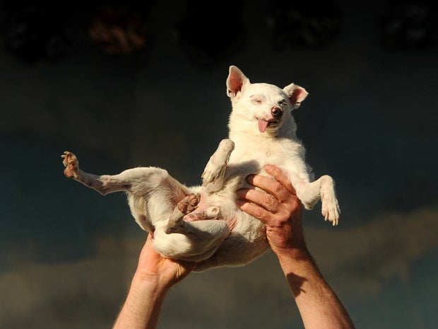 Deaf and toothless, Ratdog, a 14-year-old Chihuahua mix, competes in the 2011 World's Ugliest Dog Contest 