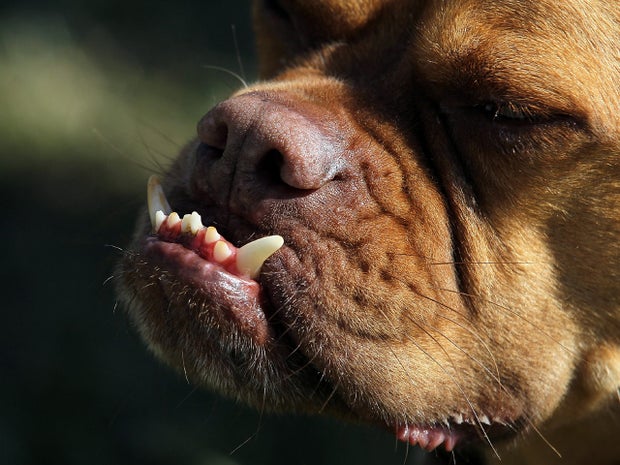  dog named Pabst looks on during the 23rd Annual World's Ugliest Dog Contest at the Sonoma-Marin County Fair 