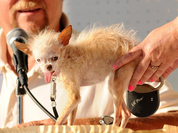 A judge evaluates Yoda during the 2011 World's Ugliest Dog Contest on June 24, 2011, in Petaluma, Calif.  
