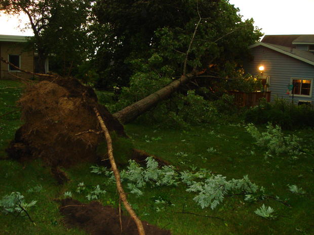 hutchinson-tree-damage1.jpg 