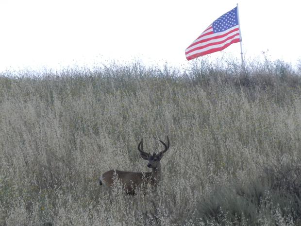 deer_and_american_flag1.jpg 