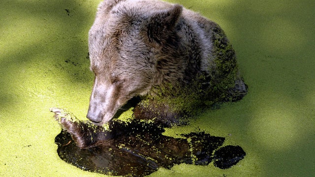 Europe's brown bears 