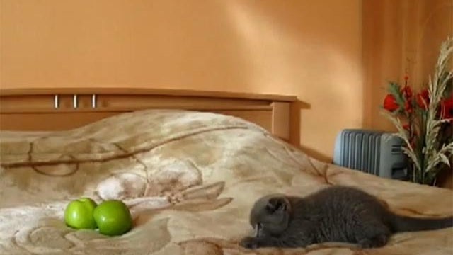 cat vs apples 