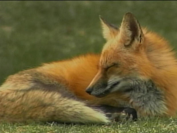 foxes-3.jpg 