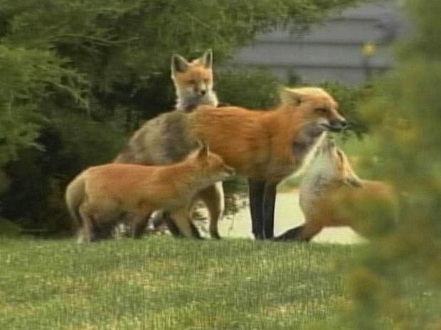 foxes-4.jpg 
