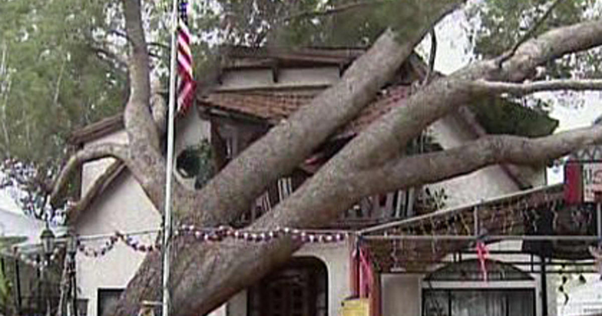 Pine Tree Topples Onto 2 Homes In Sherman Oaks Cbs Los Angeles