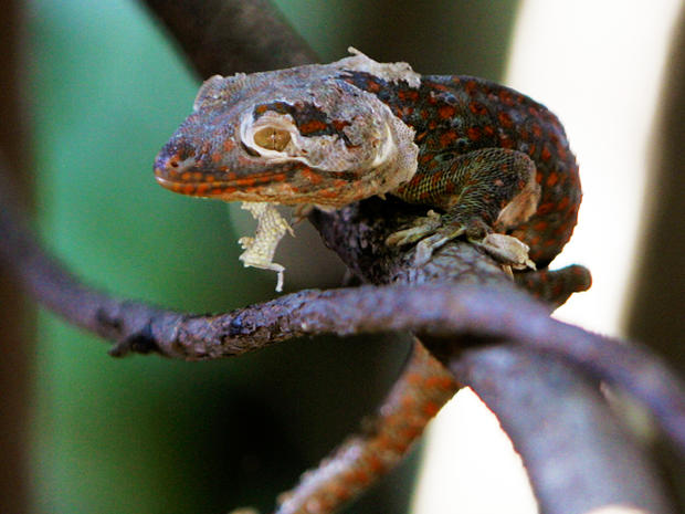 gecko, philippines, lizard 