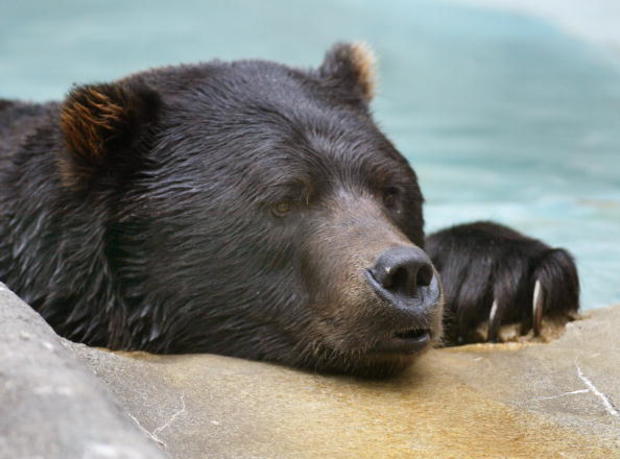 Bears Relax At Zoo On First Full Day Of Fall 