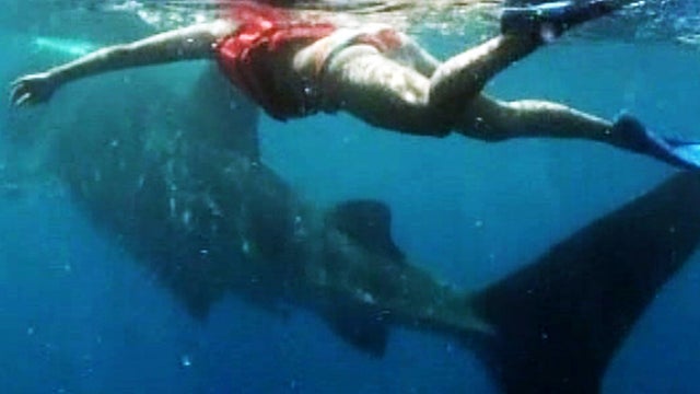 Whale sharks flood to Cancun 