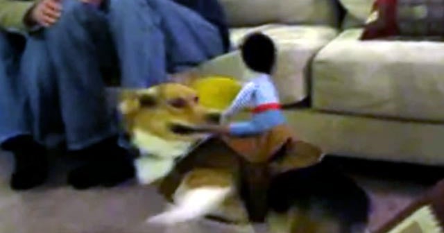 Get along little doggy: Welsh Corgi rodeo - CBS News