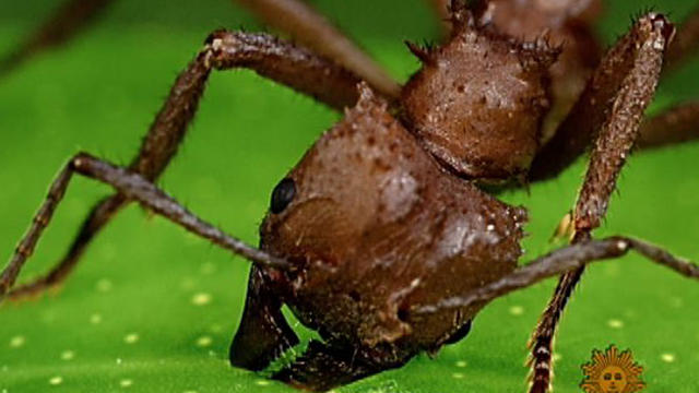 sm_ants_0724.jpg 