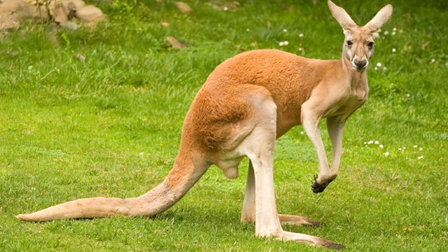 Red kangaroo 