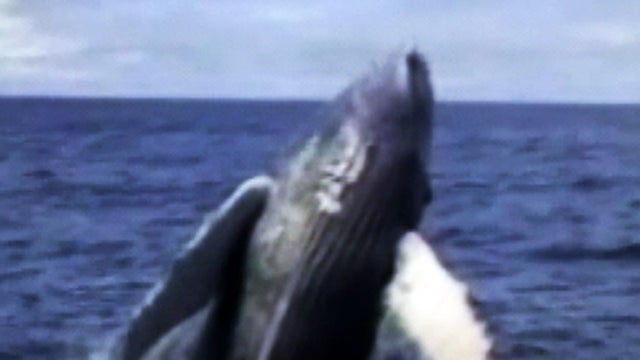 whales_0726_copy.jpg 