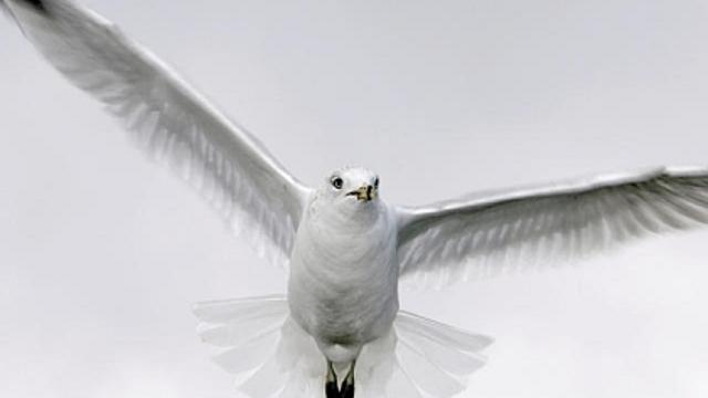 seagull.jpg 