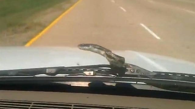 snake on a car 