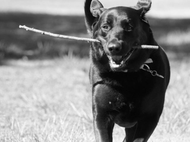 Jodi Arias captures her dog, Jewel, in action. 