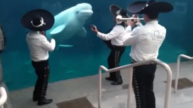 beluga mariachi 