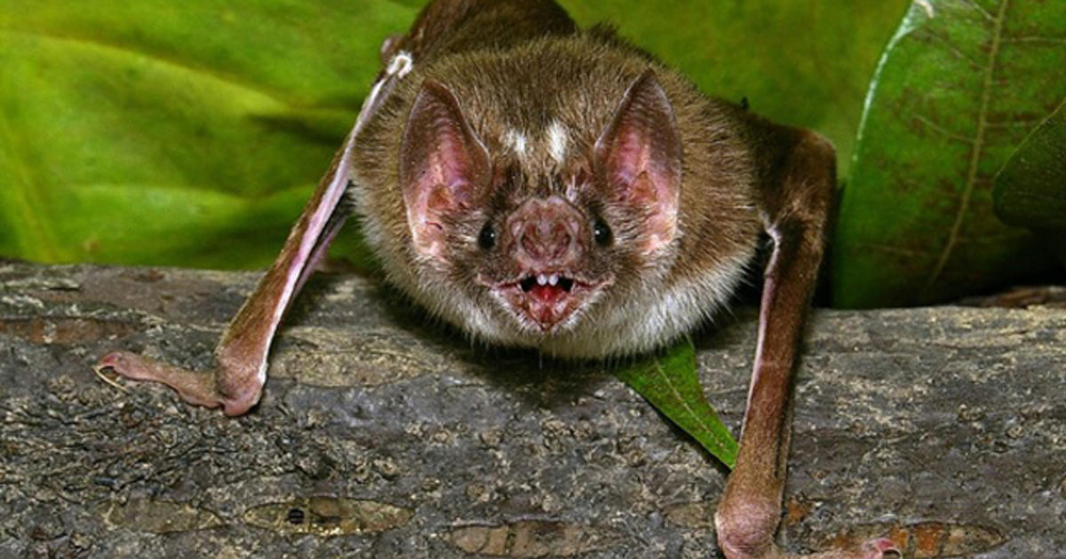 Special sensors let bloodsucking bats do their thing - CBS News