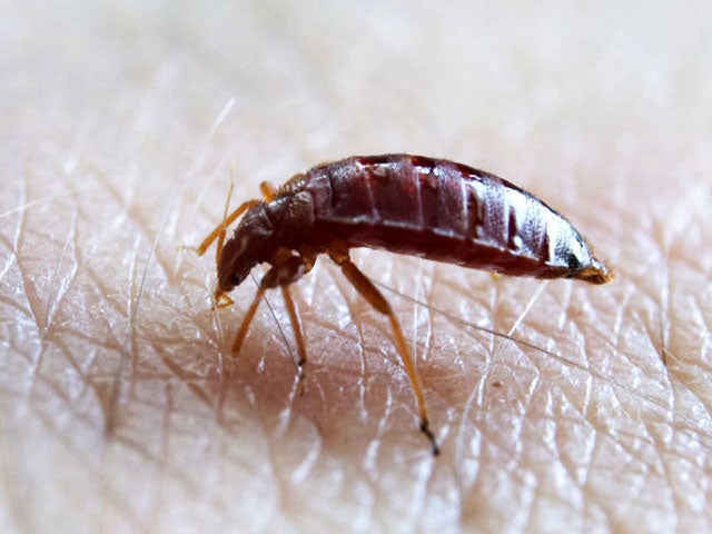 bedbug