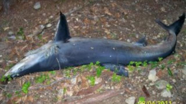 shark-milton,nhpolice-wbz.jpg 