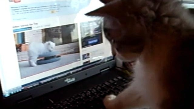 kitten watching kitten 