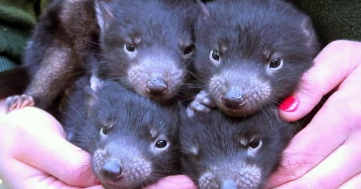 These new little Tasmanian devil joeys are as clingy as human babies