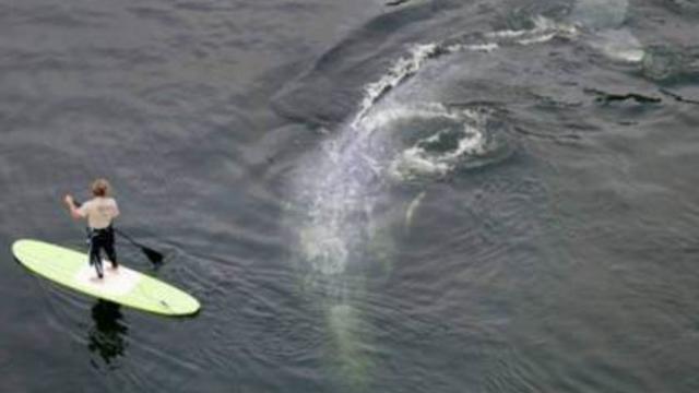 klamath-whale.jpg 