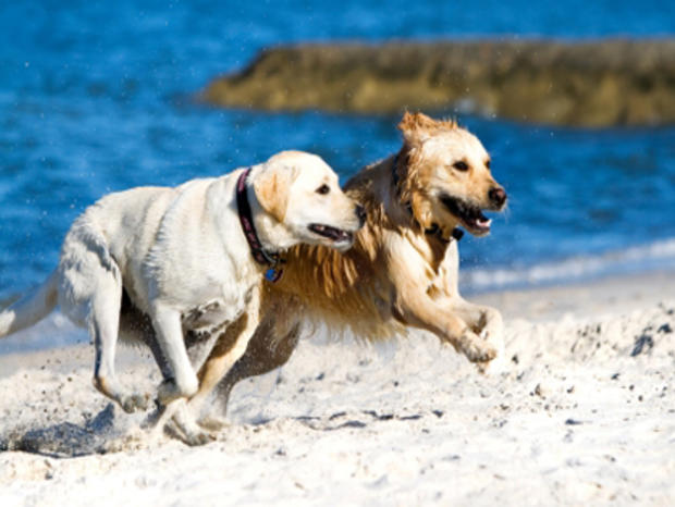 Dogs Beach 