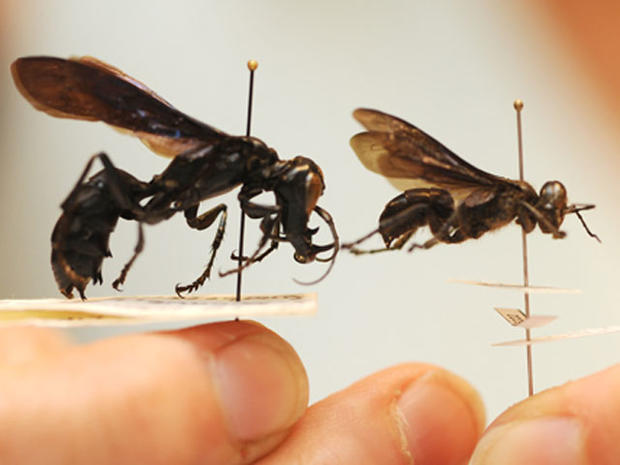 New Wasp Species 