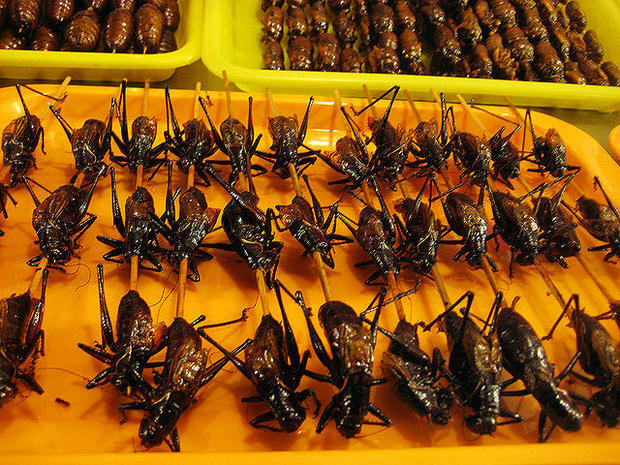 crickets, edible insects, bugs 