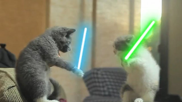 Jedi_Kittens_copy.jpg 