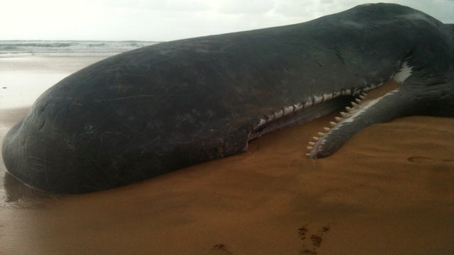 beached_whale_AP110826012418.jpg 