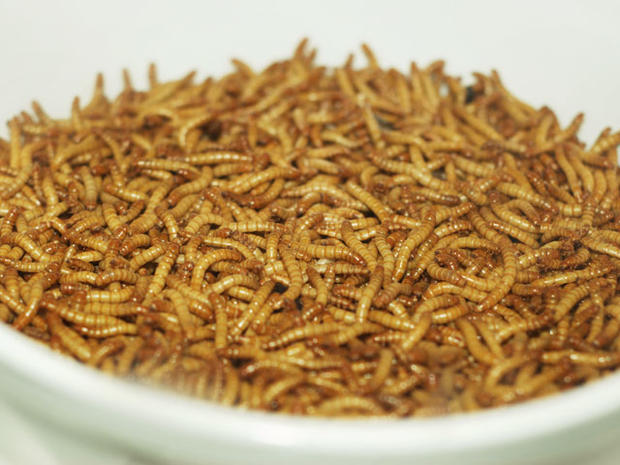 mealworms 