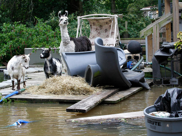 A llama named Neils, right, is seen next to two goats named Luigi, left, and Mario, as they stand on a deck in the back yard of Amy Dilk's house, which is surrounded by floodwaters from Hurricane Irene, Aug. 28, 2011, Lincoln Park, N.J.  