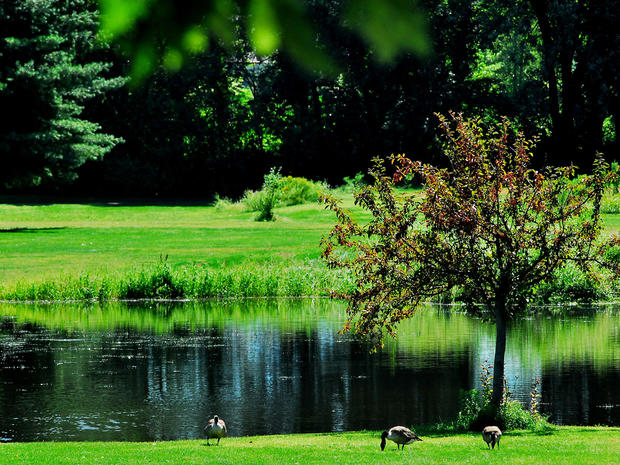 Geese stroll through the grass next to a pond that was created by Hurricane Irene at Four Seasons Golf Club in Exeter, Pa. 