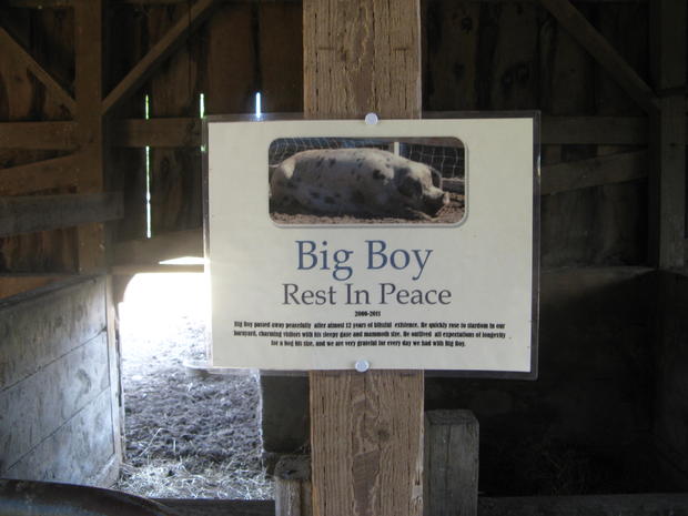 Big Boy the Pig 