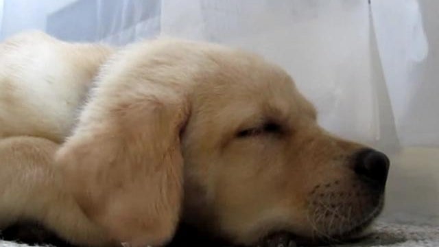 dog on air conditioner 