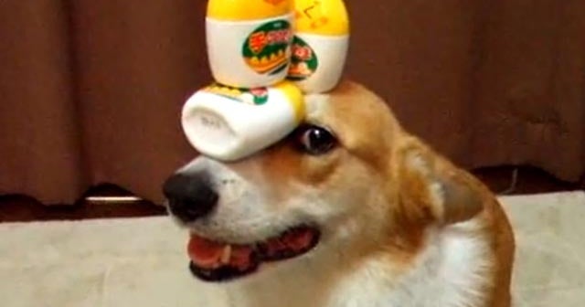 Doggy balancing act is cute and, yet, bizarre - CBS News