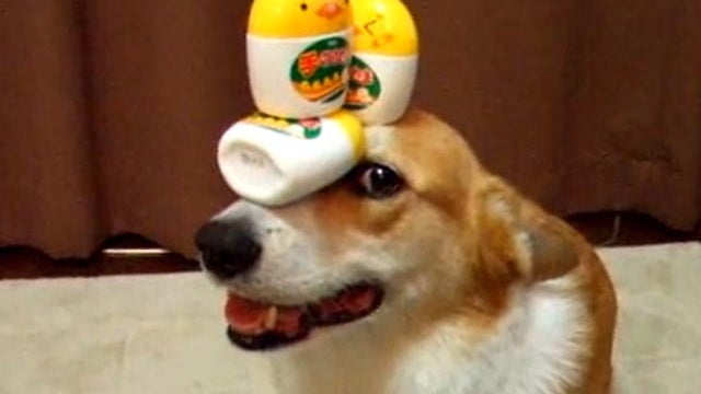dog balancing stuff 