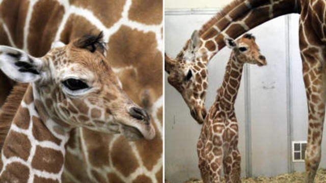 San Francisco Giants - Brandon Belt and wife Haylee Belt meet Brandon the  baby giraffe at Six Flags Discovery Kingdom in Vallejo, CA